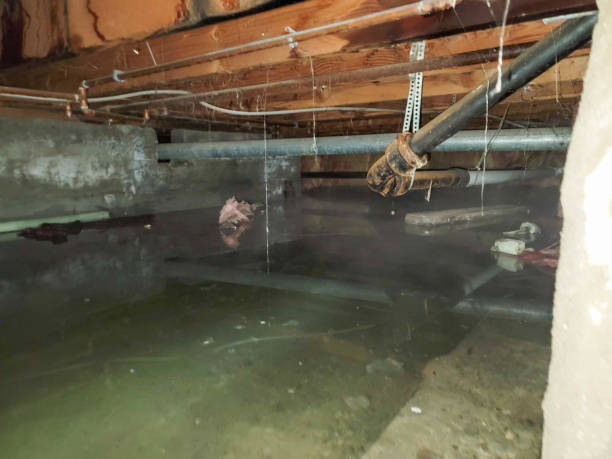 Best Mold removal after water damage  in Fox Point, WI